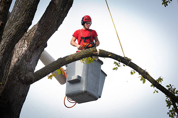 Best Best Tree Removal Services  in USA